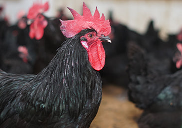 4 to 5 month old chicks