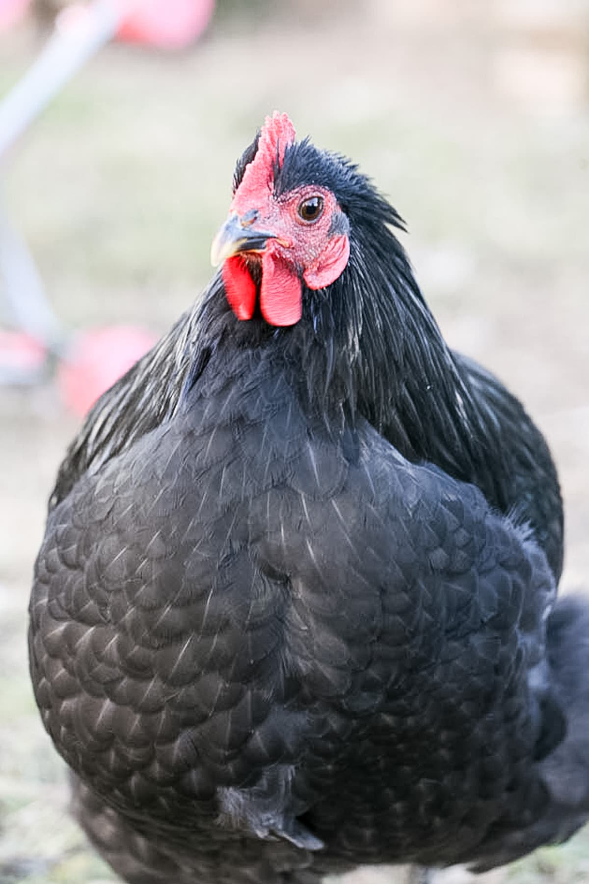 4 to 5 month old chicks
