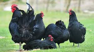 4 to 5 month old chicks