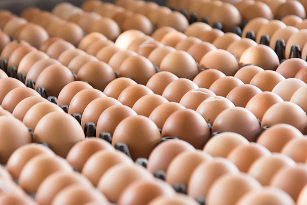 DESI EGGS