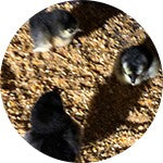 Growing the chicks