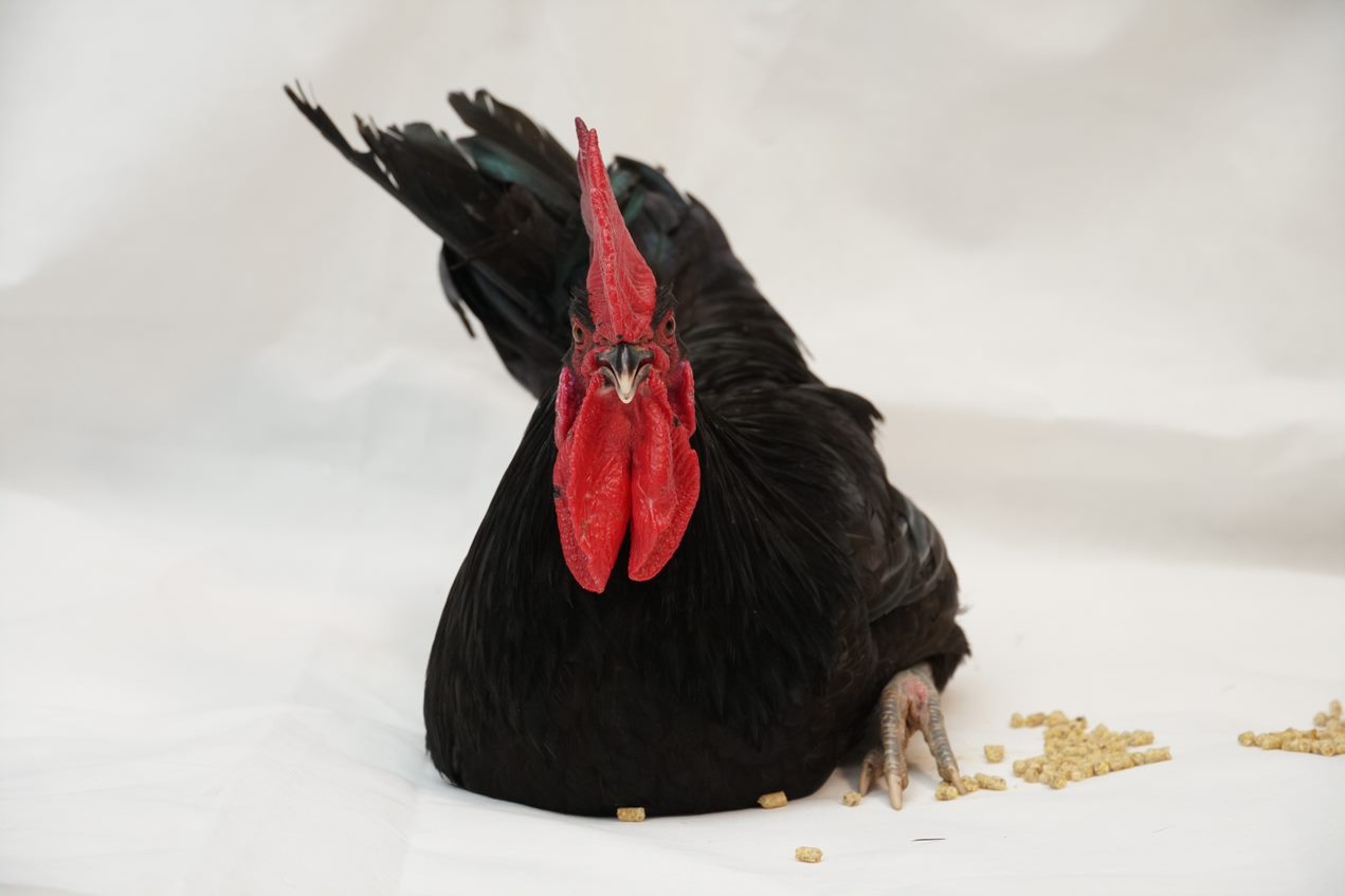 4 to 5 month old chicks