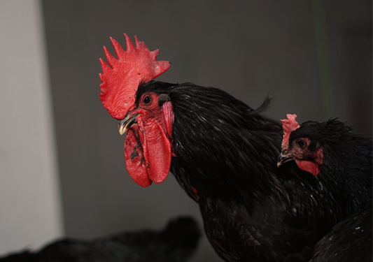 Roosters for Broiler Farming