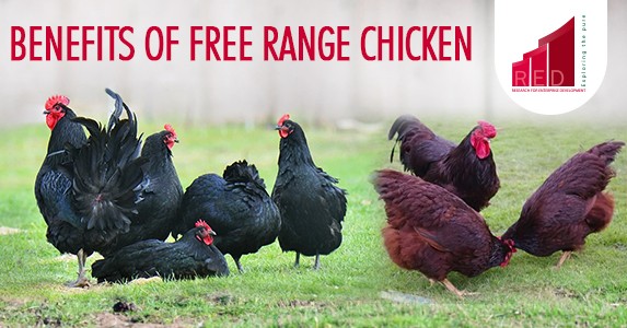 benefits of free range chicken