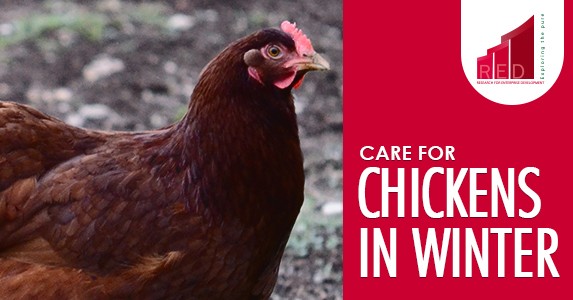 care for chicken in winter