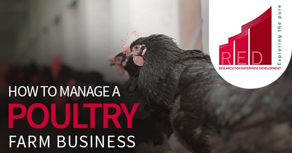 HOW TO MANAGE A POULTRY FARM BUSINESS