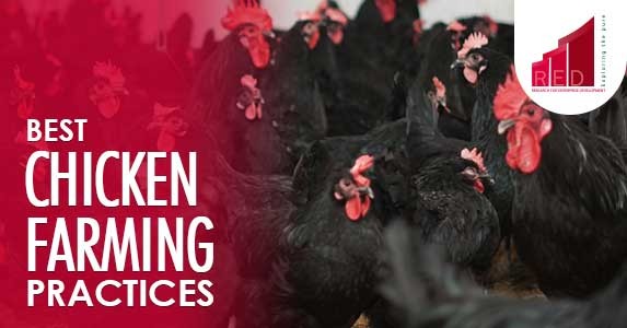 best chicken farming practices