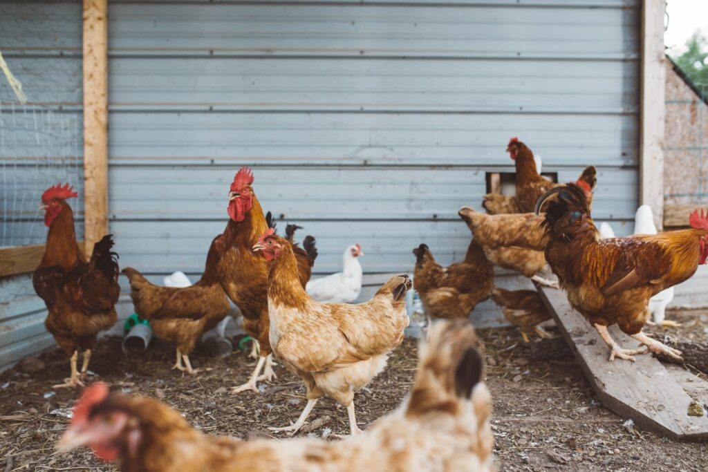 benefits of free range chicken farming