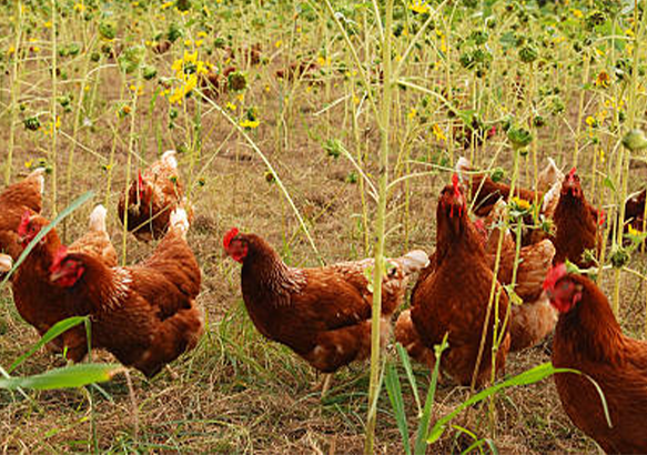 free range chicken meat for sale