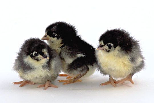 black australorp chicks in pakistan