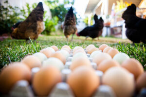 free range | desi eggs | pastured raised eggs