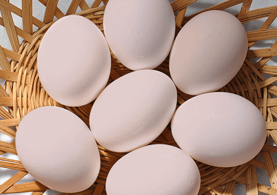 Australorp-eggs.