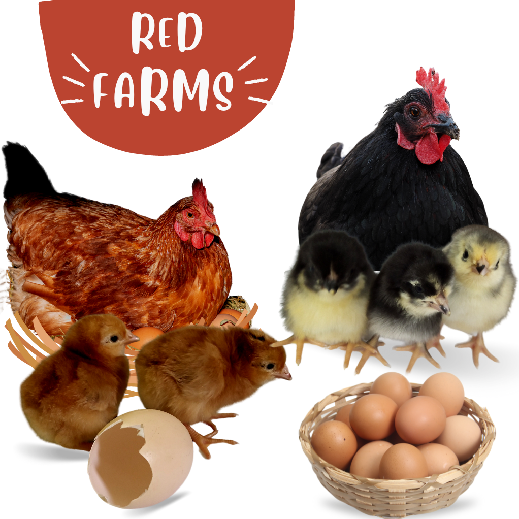 Red Farms Poultry services